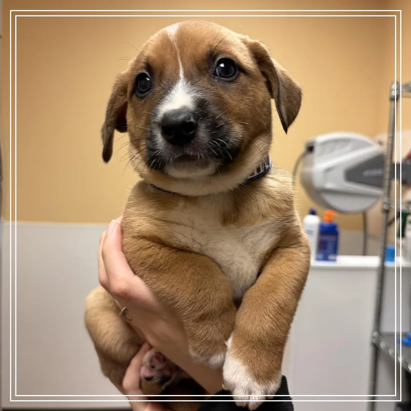 A baby small-sized male Yellow / Tan / Blond / Fawn Shepherd dog named FWT Donnie for adoption in Midland, TX