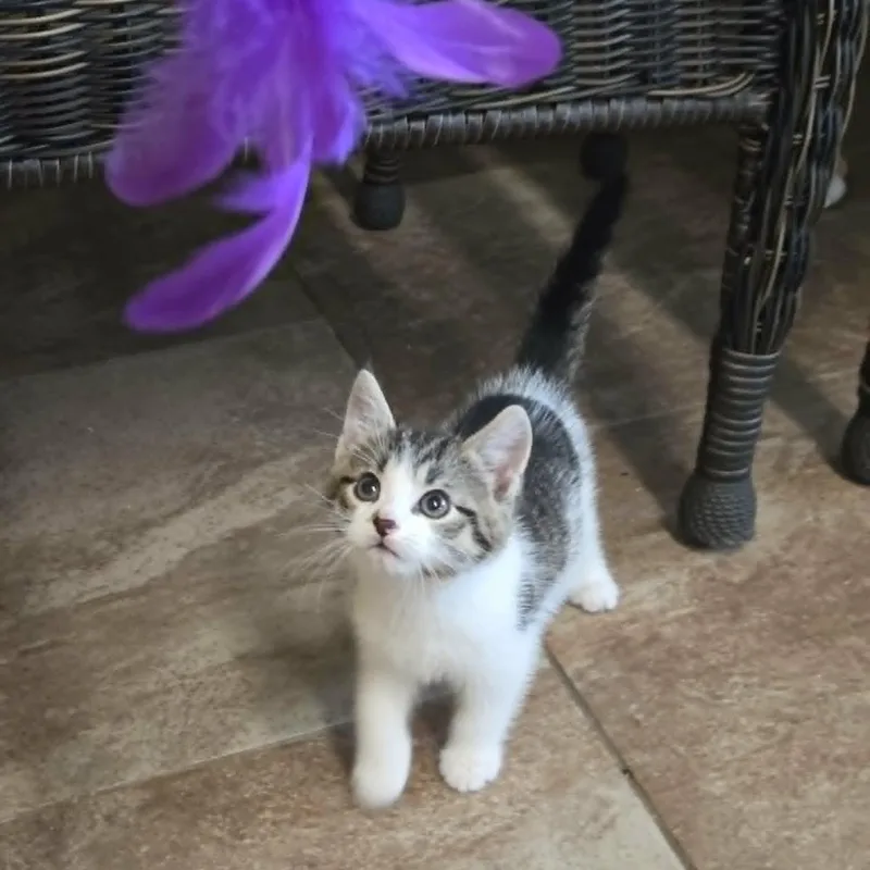 A young medium-sized male Tabby (Brown / Chocolate) Domestic Short Hair cat named Newt for adoption in Lancaster, KY