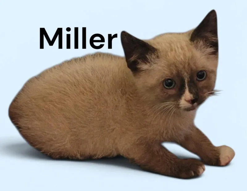 Miller