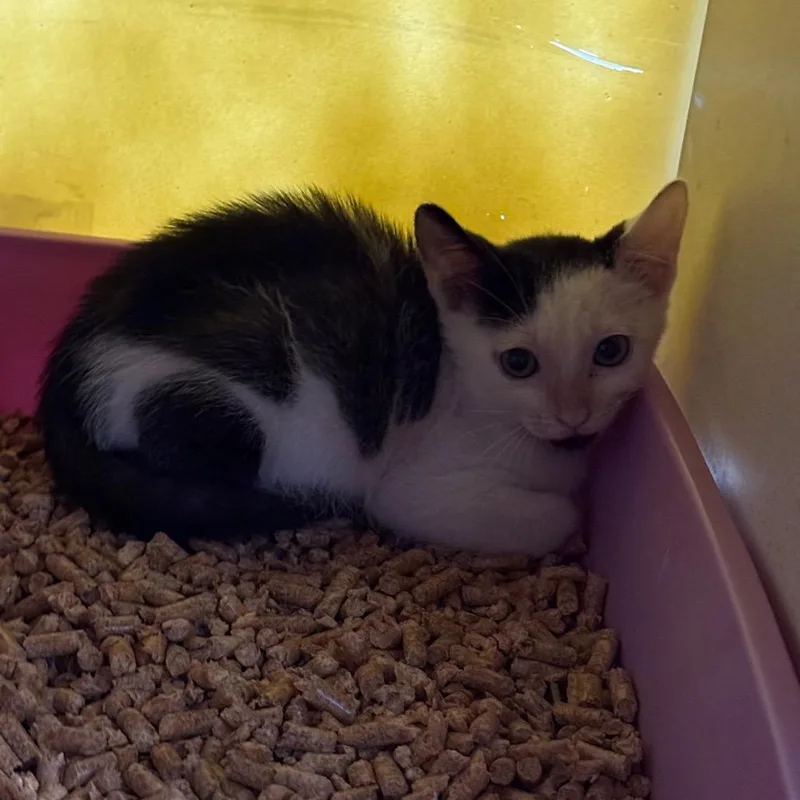 A baby small-sized male Black Domestic Short Hair cat named Moo for adoption in West Palm Beach, FL