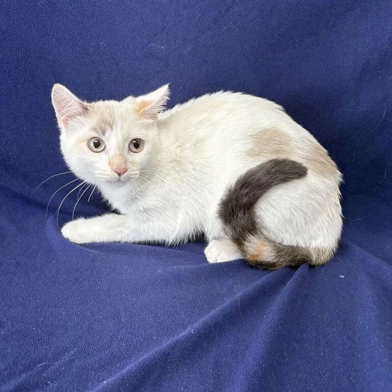 A baby medium-sized female Cream Point Siamese cat named Snowball for adoption in Valdosta, GA