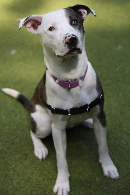 A young medium-sized male Catahoula Leopard Dog dog named Bootsie for adoption in Bellevue, WA