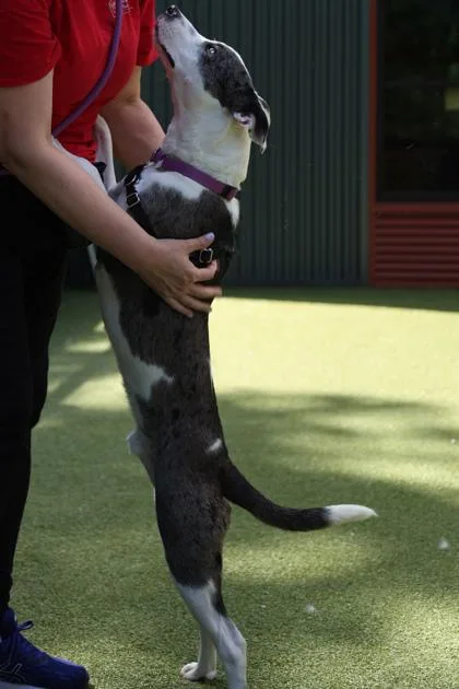 Bootsie thumbnail 2