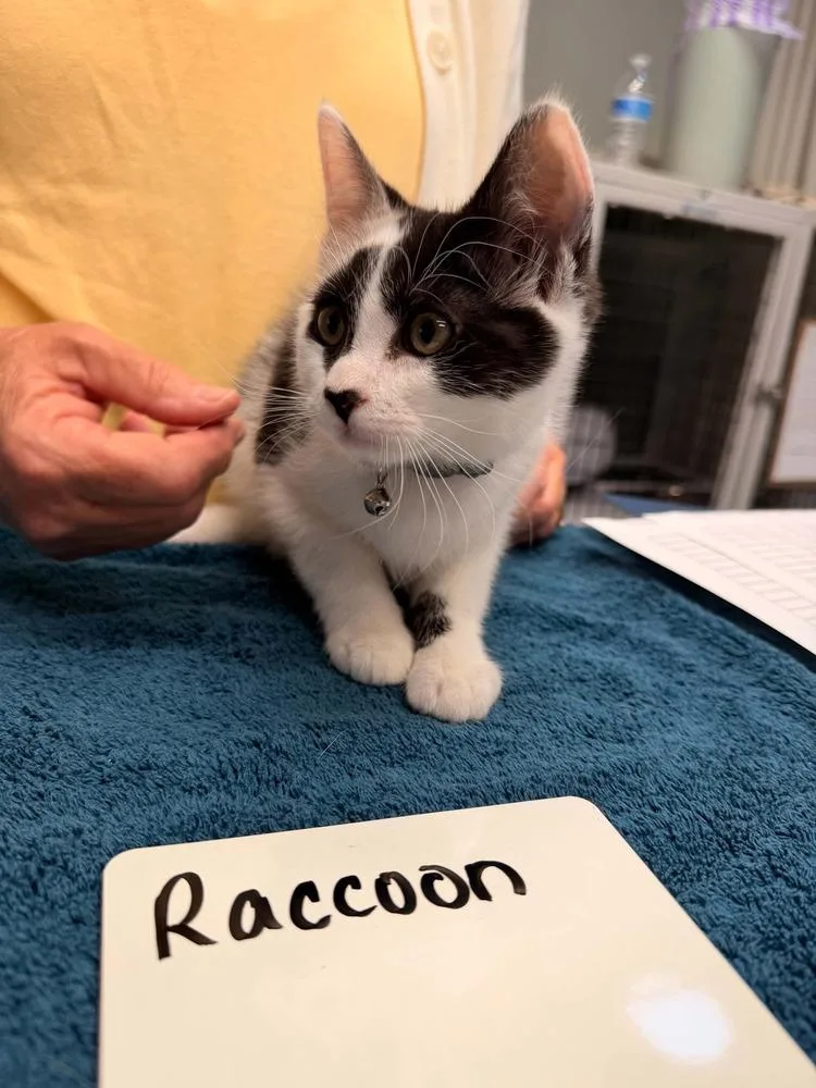 A baby small-sized male Black & White / Tuxedo Domestic Short Hair cat named Raccoon for adoption in Vancouver, WA