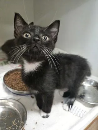 A baby small-sized male Domestic Short Hair cat named Prosciutto for adoption in Savannah, GA