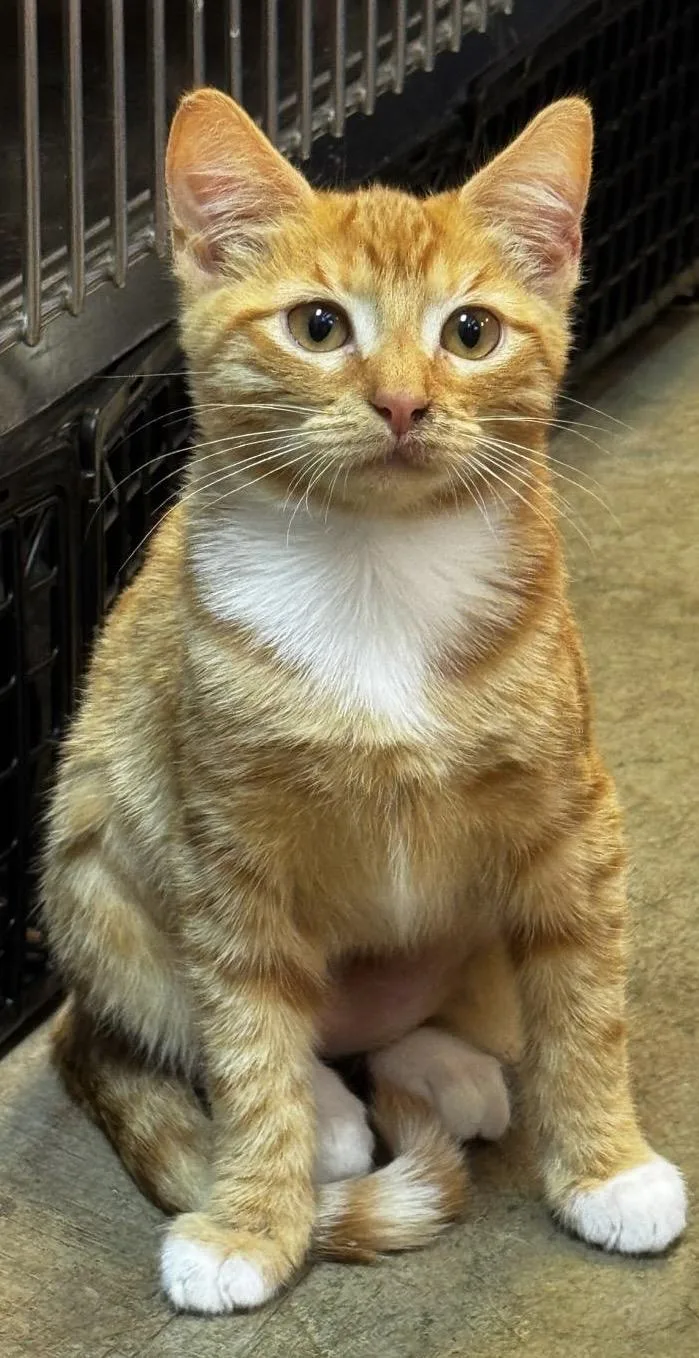 Peaches thumbnail 2