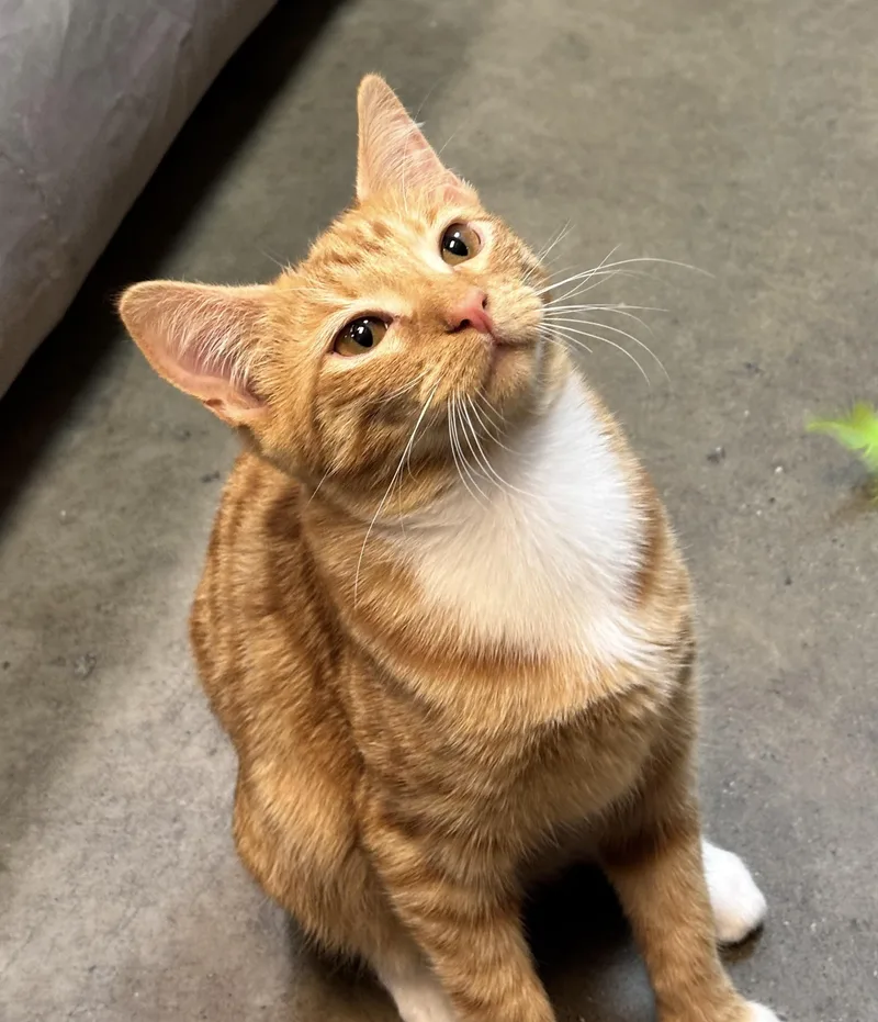 Peaches thumbnail 3