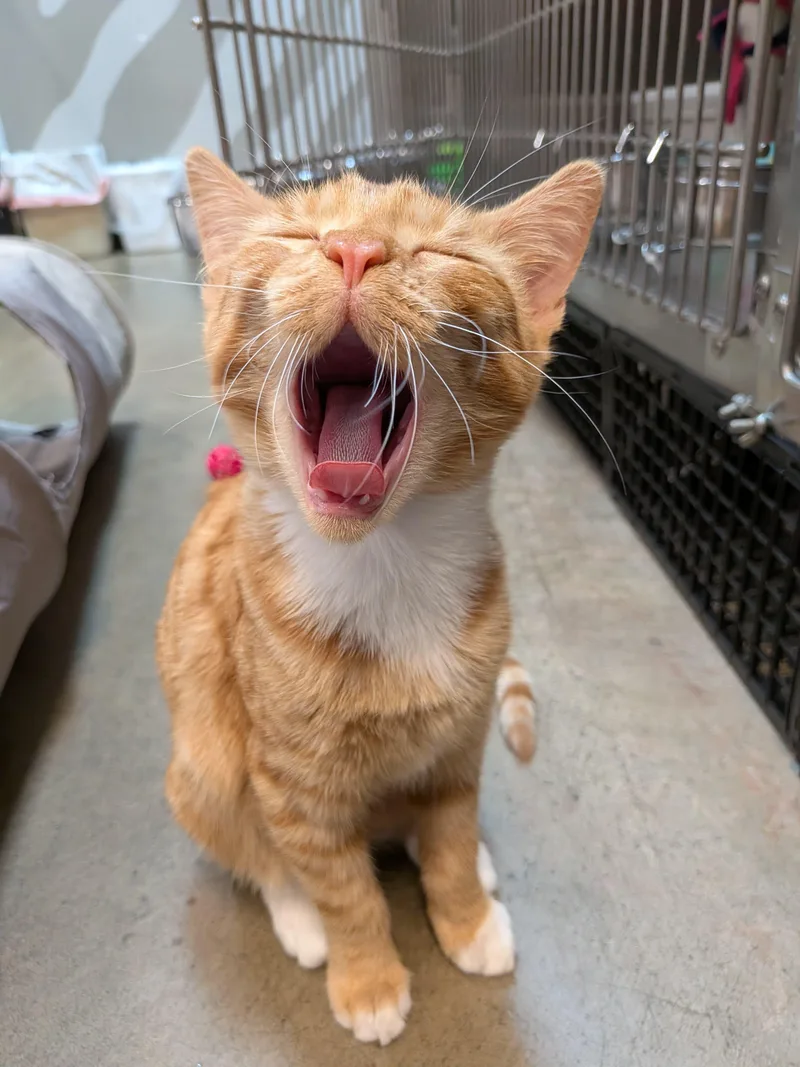 Peaches thumbnail 6