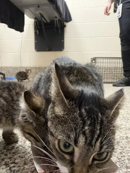 An adult small-sized female Domestic Short Hair cat named Penny for adoption in Westland, MI