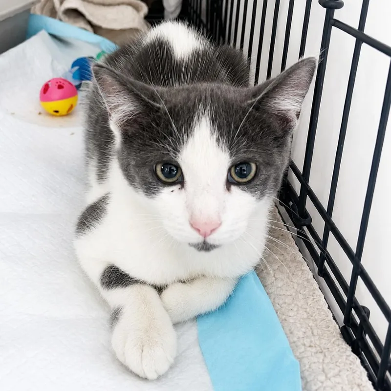 A baby small-sized male Gray / Blue / Silver Domestic Short Hair cat named Haze for adoption in Long Beach, CA
