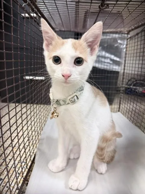 A baby small-sized male Domestic Short Hair cat named Honey for adoption in Miami, FL
