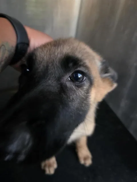 A baby medium-sized female German Shepherd Dog dog named April for adoption in San Antonio, TX