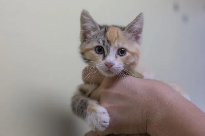 A baby small-sized female Domestic Short Hair cat named June for adoption in Mountain Home, AR