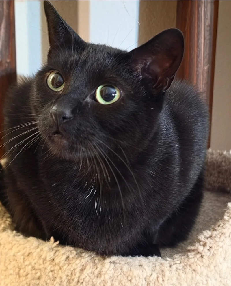 An adult medium-sized male Black Domestic Short Hair cat named Judas COURTESY LISTING for adoption in Valley City, ND