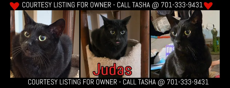 Judas  COURTESY LISTING thumbnail 2