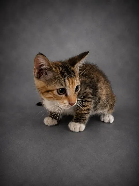 A baby medium-sized female Domestic Short Hair cat named Haven for adoption in Winter Haven, FL