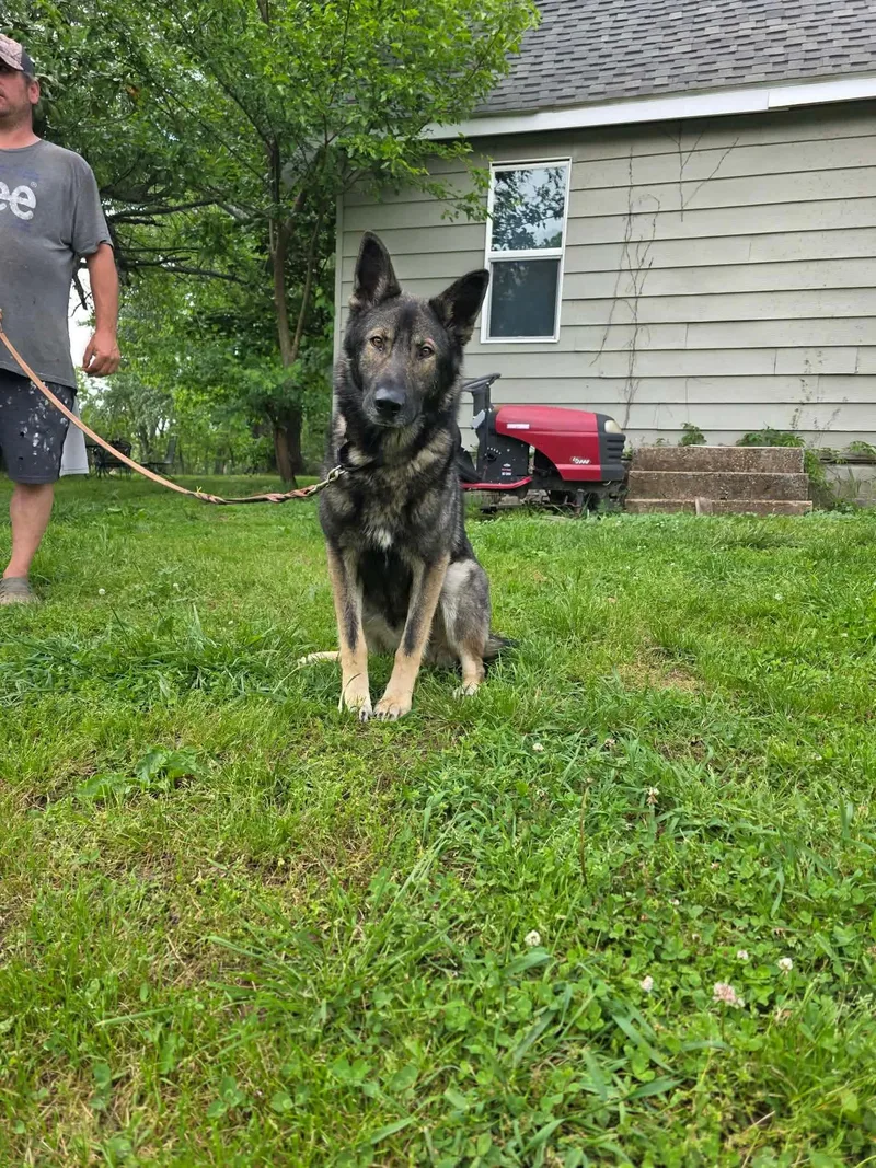 A young medium-sized male German Shepherd Dog dog named Boomer for adoption in Jefferson City, MO