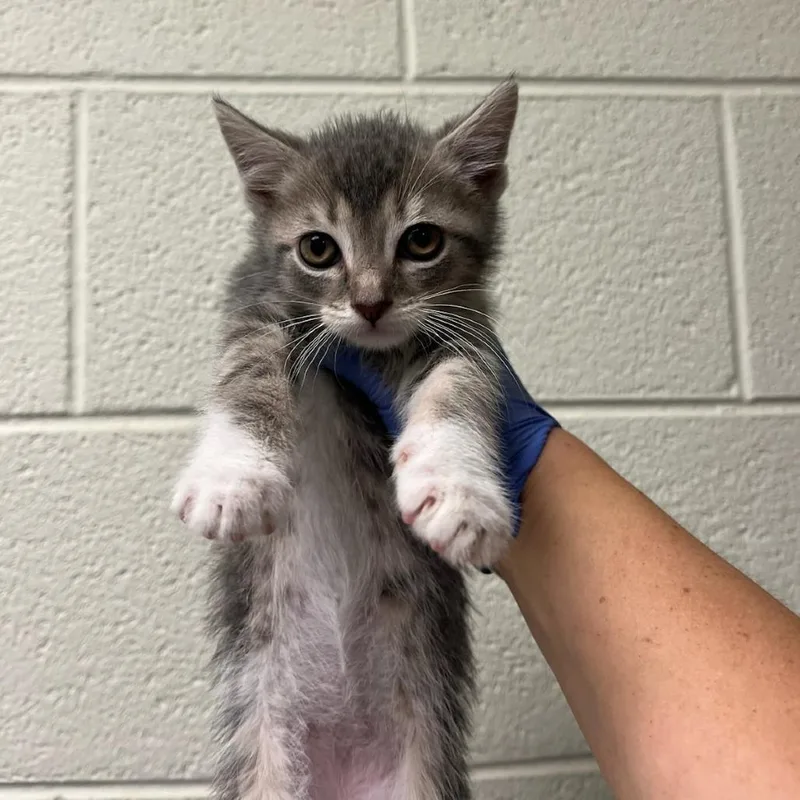 A baby small-sized female Gray / Blue / Silver Domestic Short Hair cat named Pocahontas for adoption in Charlottesville, VA
