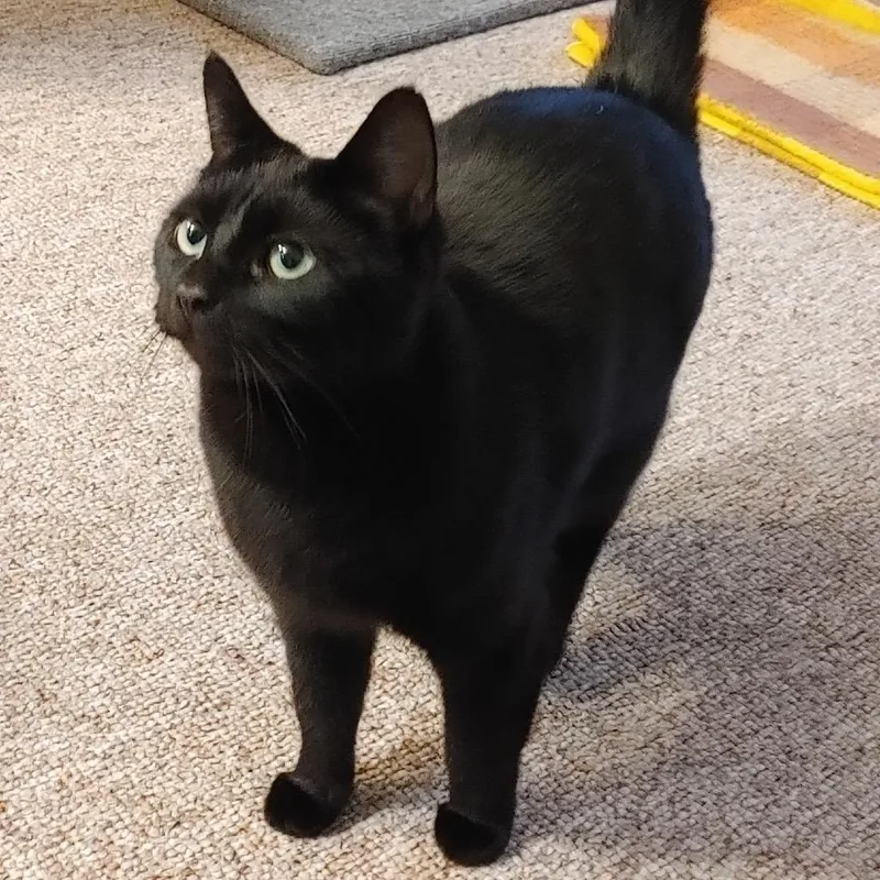An adult medium-sized female Black Domestic Short Hair cat named Baby for adoption in Springfield, OR