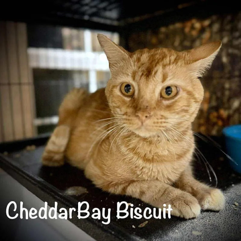 Cheddar Bay Biscuit thumbnail 2
