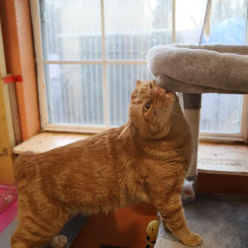 Cheddar Bay Biscuit thumbnail 4