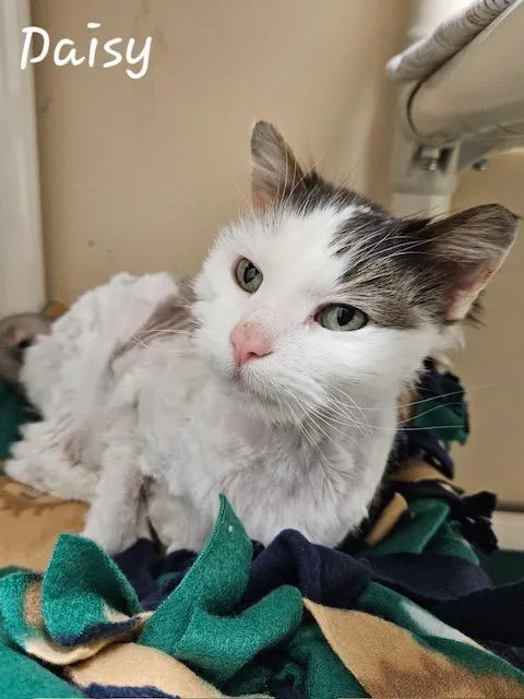 An adult medium-sized female Domestic Long Hair cat named Daisy for adoption in Davenport, IA