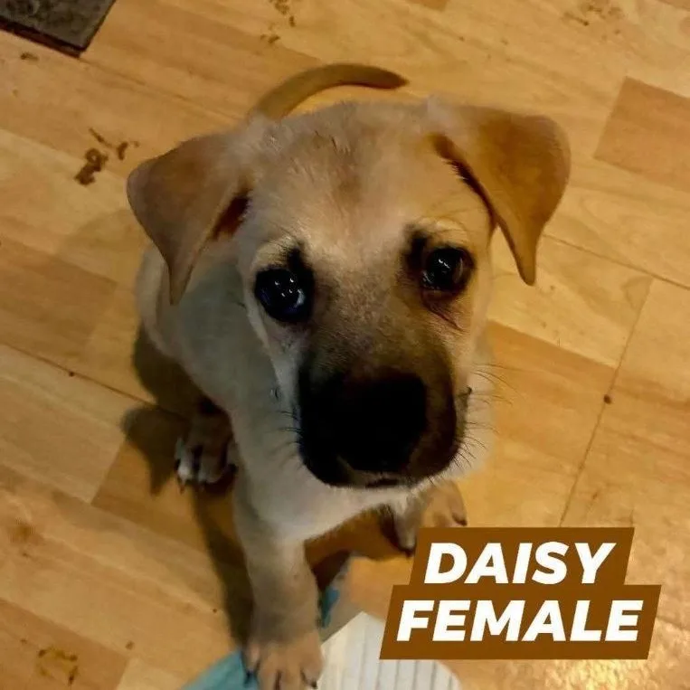 Daisy
