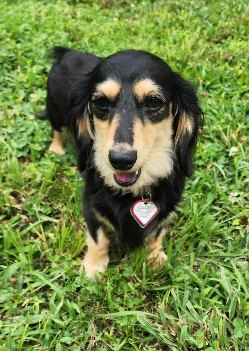 Skylar in TN thumbnail 3