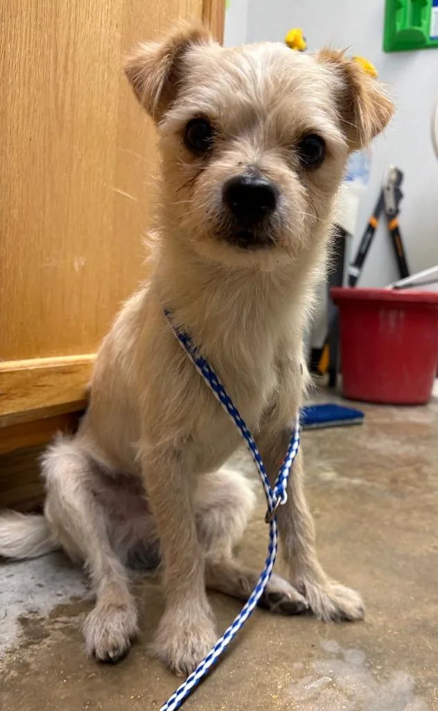 A young small-sized male Border Terrier dog named Marco for adoption in Lockhart, TX