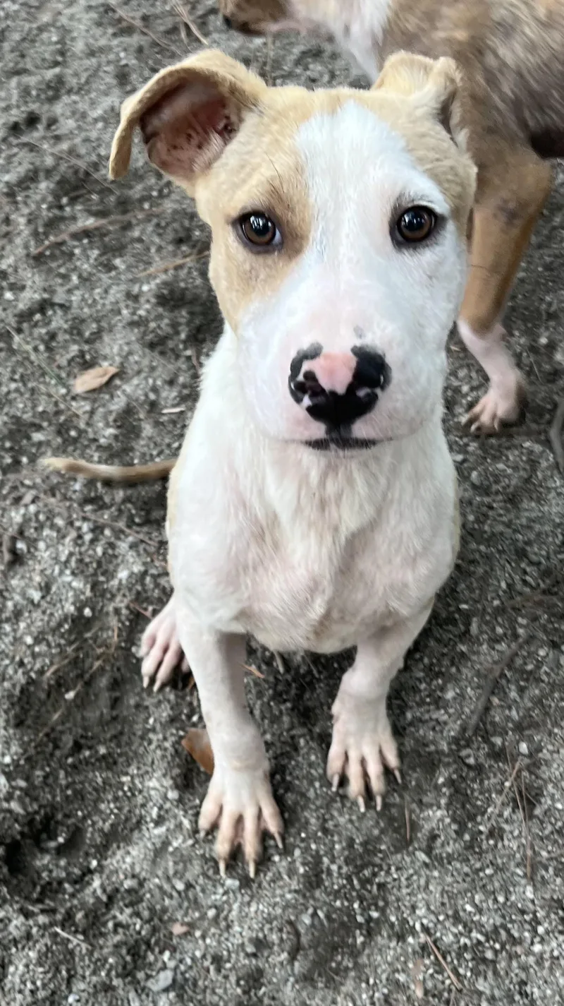 A baby medium-sized male White / Cream Mixed Breed dog named Ricky Bobby for adoption in Georgetown, SC