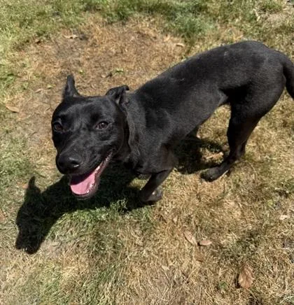 A young medium-sized male Pointer dog named Lightning for adoption in Conway, SC