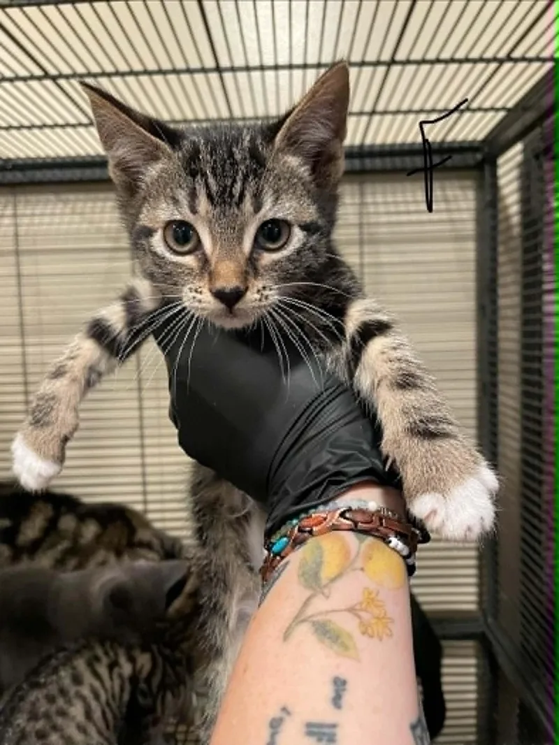 A baby medium-sized female Domestic Short Hair cat named Deborah for adoption in Bishopville, SC