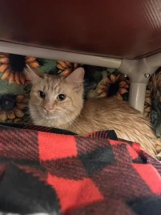 Tangerine thumbnail 2