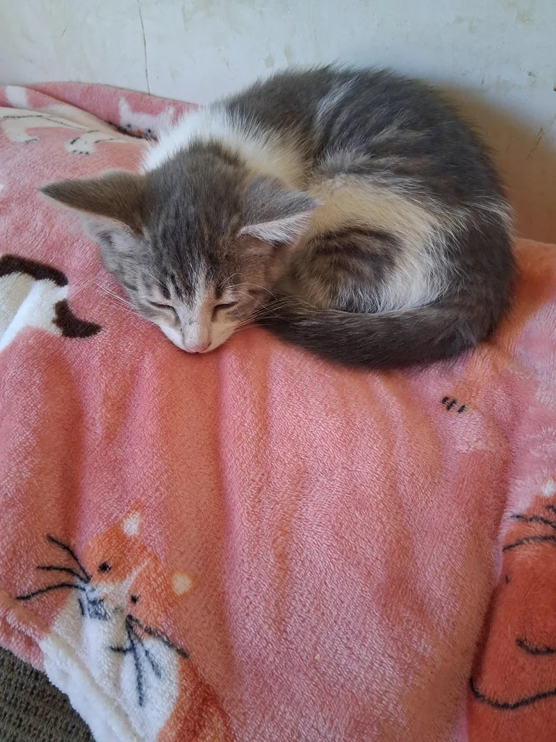 A young small-sized male Domestic Short Hair cat named C Litter Tiny for adoption in Livonia, MI