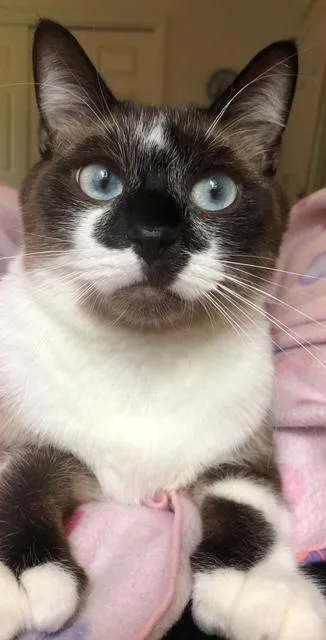 A senior medium-sized male Siamese cat named Mittens And Thumbs Courtesy for adoption in Midland, MI