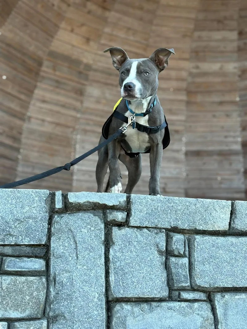 A baby medium-sized male Mixed Breed dog named Bleu for adoption in atlanta, GA