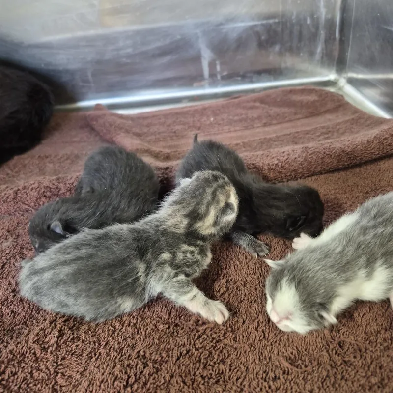 A baby small-sized female Black Domestic Short Hair cat named mk Two for adoption in Natick, MA