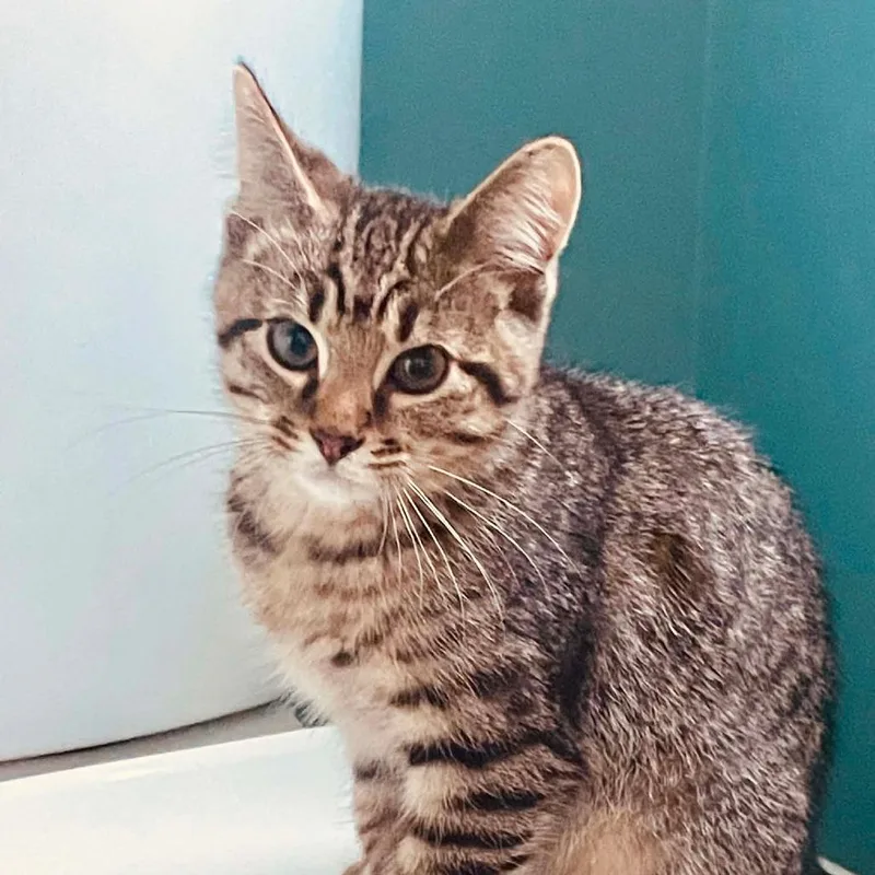 A baby medium-sized male Tabby (Buff / Tan / Fawn) Domestic Short Hair cat named Chico for adoption in Cape Girardeau, MO