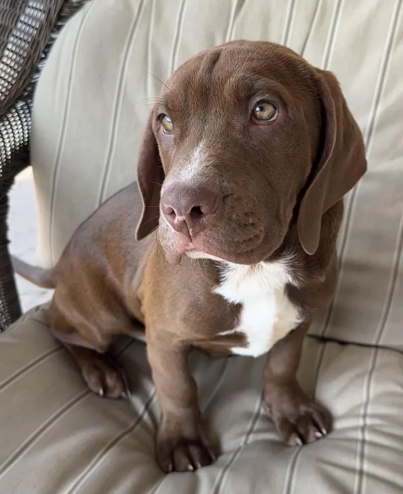 Samson