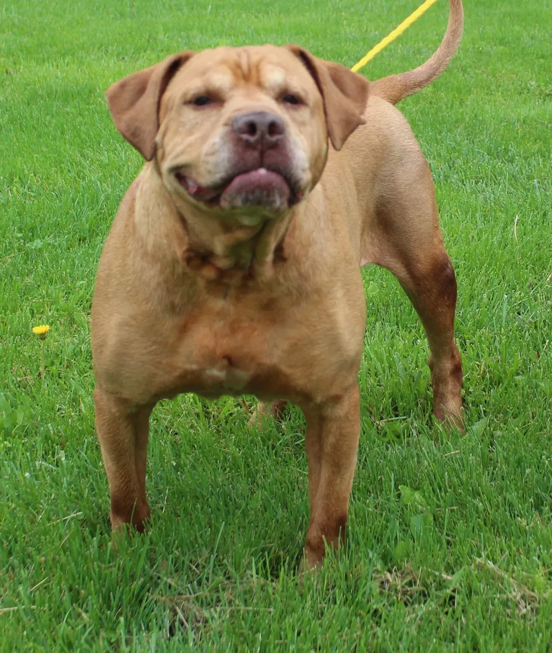 A senior large-sized male Labrador Retriever dog named King for adoption in Heath, OH