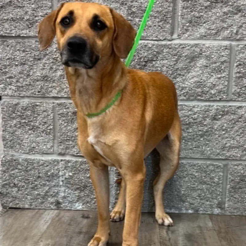 An adult medium-sized female Yellow / Tan / Blond / Fawn Black Mouth Cur dog named Moon for adoption in Mount Pleasant, TX