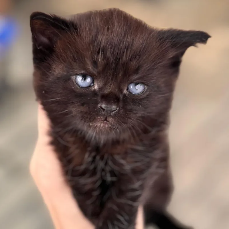 A baby small-sized male Black Domestic Short Hair cat named Sparrow for adoption in Chapel Hill, NC