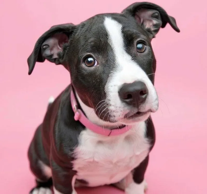 Daisy Lou thumbnail 2