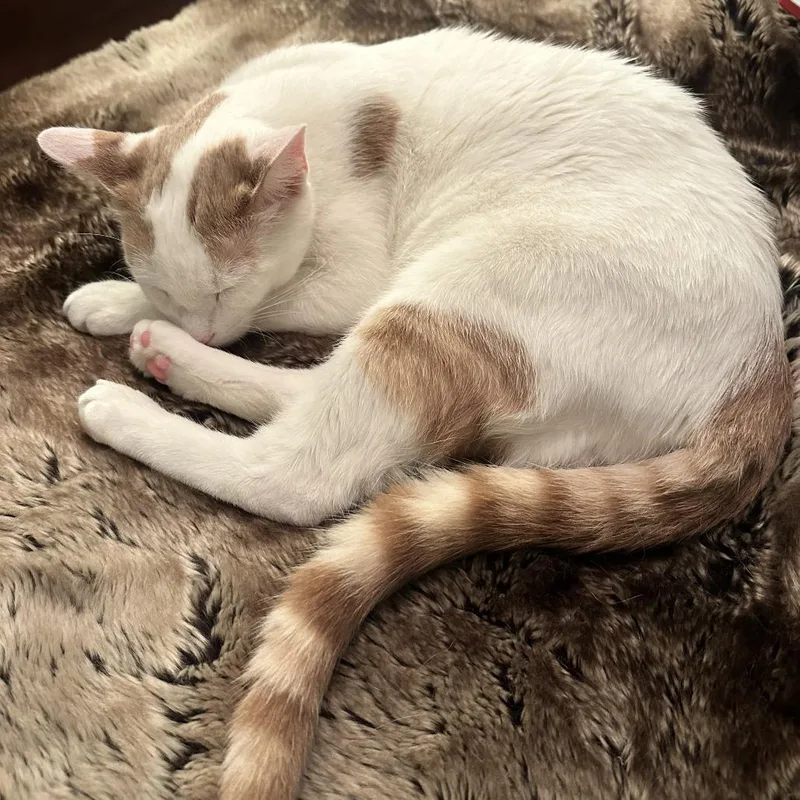 A young medium-sized male White Domestic Short Hair cat named Sumo for adoption in Baltimore, MD