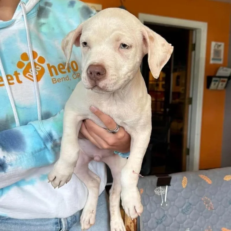 A baby medium-sized male White / Cream Mixed Breed dog named Tux for adoption in Bend, OR
