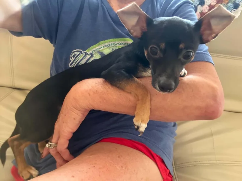 A young small-sized male Chihuahua dog named Stallone for adoption in Homer Glen, IL