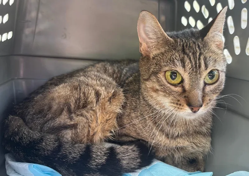 A young small-sized female Domestic Short Hair cat named Quincy for adoption in Gorham, ME