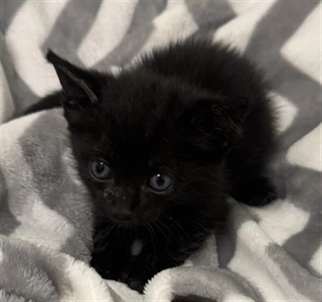 A baby small-sized male Domestic Short Hair cat named Stu for adoption in Rosenberg, TX