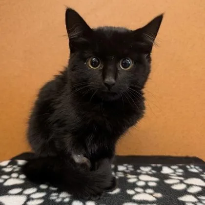 A baby small-sized female Black Domestic Short Hair cat named Bertha for adoption in Rochester, MN