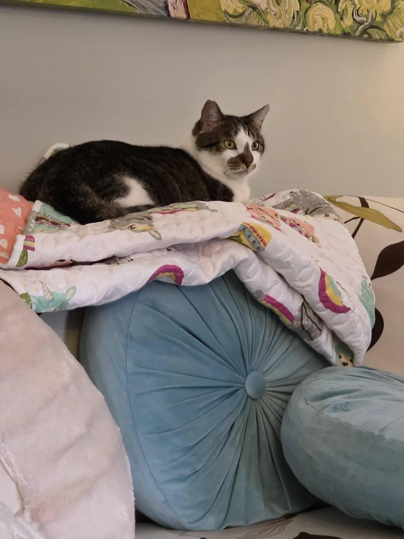 An adult large-sized male Domestic Short Hair cat named Toby for adoption in Enfield, CT
